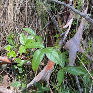 Cullen microcephalum at Namadgi National Park - 4 Dec 2023