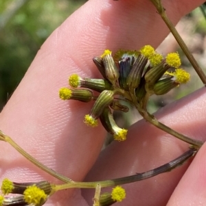 Senecio gunnii at Namadgi National Park - 4 Dec 2023 12:06 PM