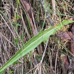 Senecio gunnii at Namadgi National Park - 4 Dec 2023 12:06 PM