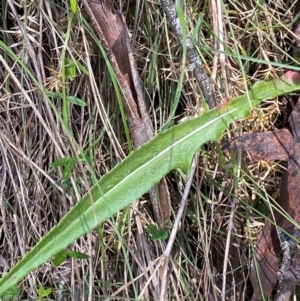 Senecio gunnii at Namadgi National Park - 4 Dec 2023 12:06 PM