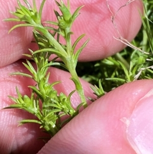 Scleranthus fasciculatus at Namadgi National Park - 4 Dec 2023