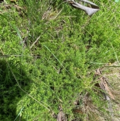 Scleranthus fasciculatus at Namadgi National Park - 4 Dec 2023