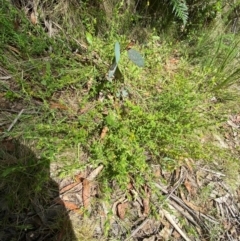 Pimelea curviflora var. acuta at Namadgi National Park - 4 Dec 2023 11:58 AM