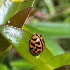 Cleobora mellyi (Southern Ladybird) at Cotter River, ACT - 4 Dec 2023 by Tapirlord