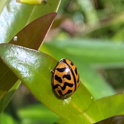 Cleobora mellyi (Southern Ladybird) at Cotter River, ACT - 4 Dec 2023 by Tapirlord