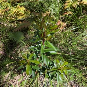 Tasmannia lanceolata at Namadgi National Park - 4 Dec 2023 11:00 AM