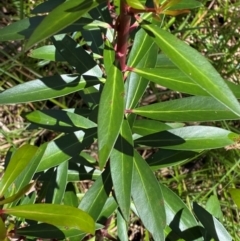 Tasmannia lanceolata at Namadgi National Park - 4 Dec 2023 11:00 AM