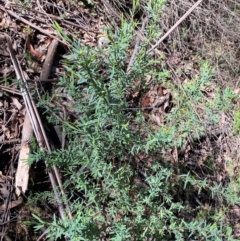 Pimelea pauciflora at Namadgi National Park - 4 Dec 2023 11:00 AM