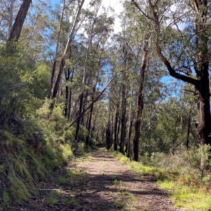 Eucalyptus delegatensis subsp. delegatensis at Namadgi National Park - 4 Dec 2023