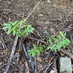 Persoonia subvelutina at Namadgi National Park - 4 Dec 2023