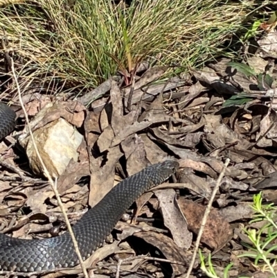 Austrelaps ramsayi (Highlands Copperhead) at Namadgi National Park - 3 Dec 2023 by Tapirlord