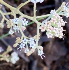 Astrotricha ledifolia (Common Star-hair) at Namadgi National Park - 4 Dec 2023 by Tapirlord