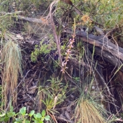 Stylidium armeria subsp. armeria (thrift trigger plant) at Namadgi National Park - 4 Dec 2023 by Tapirlord