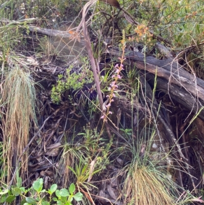 Stylidium armeria subsp. armeria (Trigger Plant) at Namadgi National Park - 3 Dec 2023 by Tapirlord