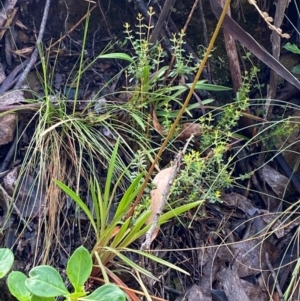 Stylidium armeria subsp. armeria at Namadgi National Park - 4 Dec 2023 10:00 AM