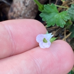 Geranium potentilloides var. potentilloides at Namadgi National Park - 4 Dec 2023 10:00 AM