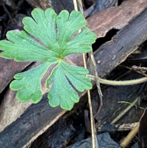 Geranium potentilloides var. potentilloides at Namadgi National Park - 4 Dec 2023 10:00 AM