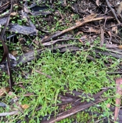 Myosotis australis at Namadgi National Park - 4 Dec 2023 09:56 AM