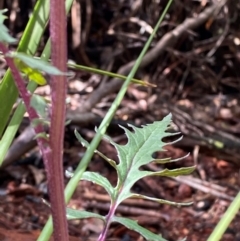 Arrhenechthites mixtus (Purple Fireweed) at Namadgi National Park - 3 Dec 2023 by Tapirlord