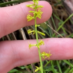 Stackhousia viminea (Slender Stackhousia) at Namadgi National Park - 3 Dec 2023 by Tapirlord