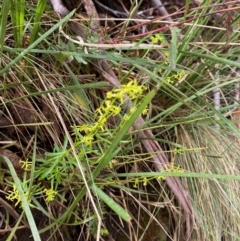 Stackhousia viminea at Namadgi National Park - 4 Dec 2023 09:53 AM