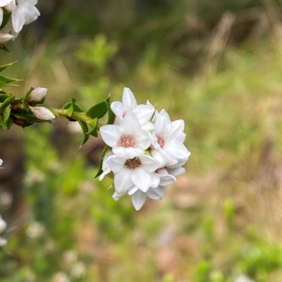 Epacris breviflora (Drumstick Heath) at Namadgi National Park - 4 Dec 2023 by Tapirlord