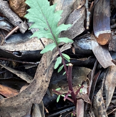 Arrhenechthites mixtus (Purple Fireweed) at Namadgi National Park - 3 Dec 2023 by Tapirlord