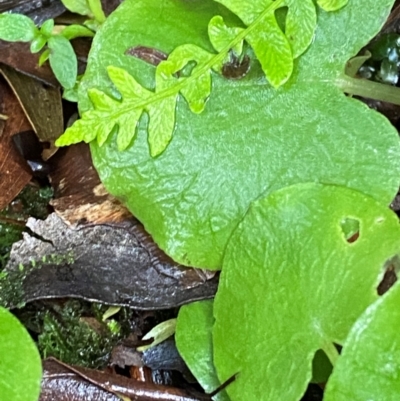 Corysanthes sp. (A Helmet Orchid) by Tapirlord