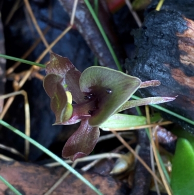 Chiloglottis valida (Large Bird Orchid) at Namadgi National Park - 4 Dec 2023 by Tapirlord