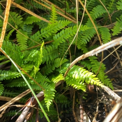 Blechnum penna-marina (Alpine Water Fern) at Namadgi National Park - 3 Dec 2023 by Tapirlord