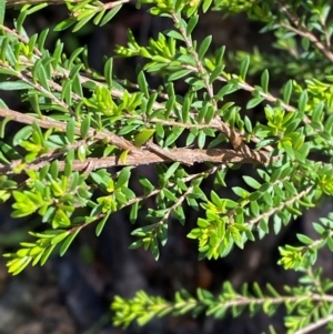 Baeckea utilis at Namadgi National Park - 4 Dec 2023 09:14 AM