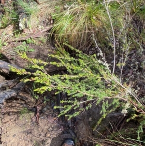 Baeckea utilis at Namadgi National Park - 4 Dec 2023 09:14 AM