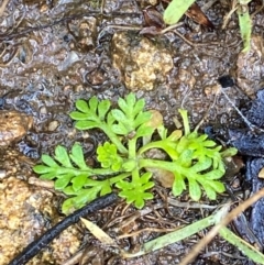 Leptinella filicula (Mountain Cotula) at Namadgi National Park - 3 Dec 2023 by Tapirlord