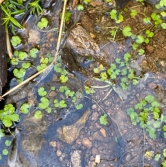 Hydrocotyle sibthorpioides (A Pennywort) at Namadgi National Park - 3 Dec 2023 by Tapirlord