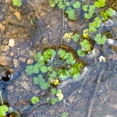 Hydrocotyle sibthorpioides at Namadgi National Park - 4 Dec 2023