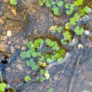 Hydrocotyle sibthorpioides at Namadgi National Park - 4 Dec 2023 09:09 AM