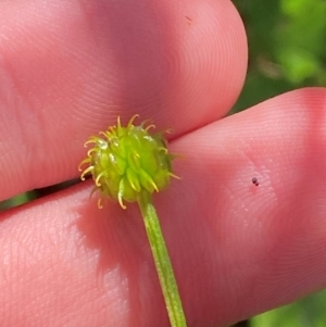 Ranunculus scapiger at Namadgi National Park - 4 Dec 2023