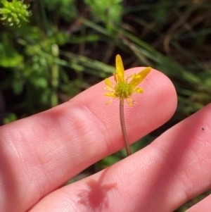 Ranunculus scapiger at Namadgi National Park - 4 Dec 2023