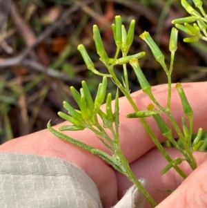 Senecio hispidulus at Namadgi National Park - 4 Dec 2023 09:01 AM