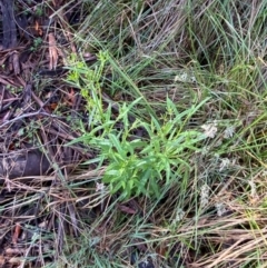 Senecio hispidulus at Namadgi National Park - 4 Dec 2023