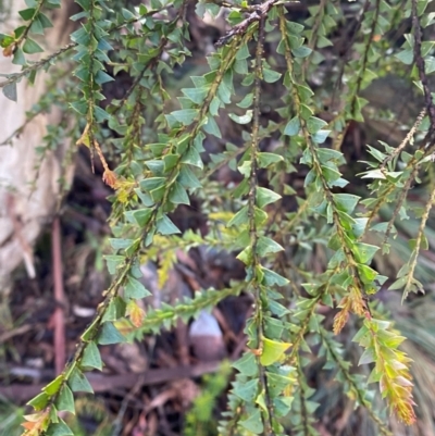 Acacia pravissima (Wedge-leaved Wattle, Ovens Wattle) at Namadgi National Park - 3 Dec 2023 by Tapirlord