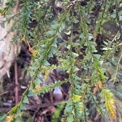 Acacia pravissima (Wedge-leaved Wattle, Ovens Wattle) at Namadgi National Park - 4 Dec 2023 by Tapirlord