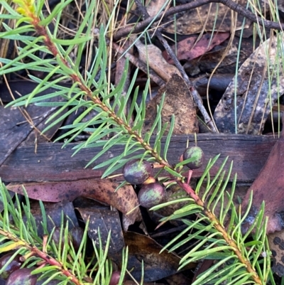 Persoonia chamaepeuce (Dwarf Geebung) at Namadgi National Park - 3 Dec 2023 by Tapirlord