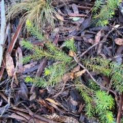 Persoonia chamaepeuce at Namadgi National Park - 4 Dec 2023