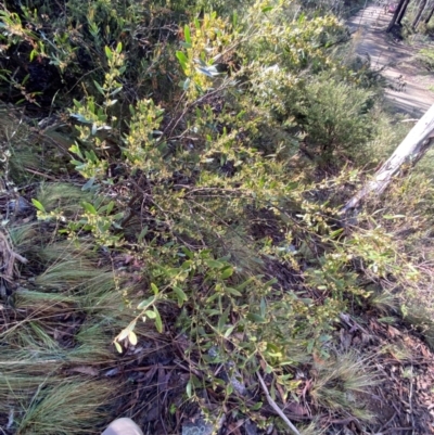Daviesia mimosoides subsp. mimosoides at Namadgi National Park - 3 Dec 2023 by Tapirlord