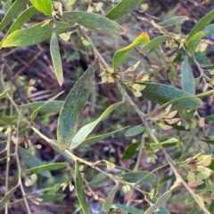 Daviesia mimosoides subsp. mimosoides at Namadgi National Park - 4 Dec 2023