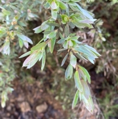 Leptospermum grandifolium (Woolly Teatree, Mountain Tea-tree) at Namadgi National Park - 3 Dec 2023 by Tapirlord