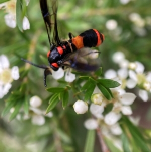 Pterygophorus cinctus at Hackett, ACT - 9 Jan 2024