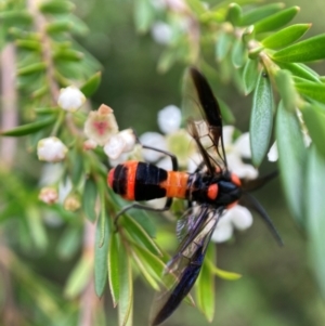 Pterygophorus cinctus at Hackett, ACT - 9 Jan 2024 12:30 PM