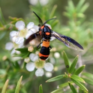 Pterygophorus cinctus at Hackett, ACT - 9 Jan 2024